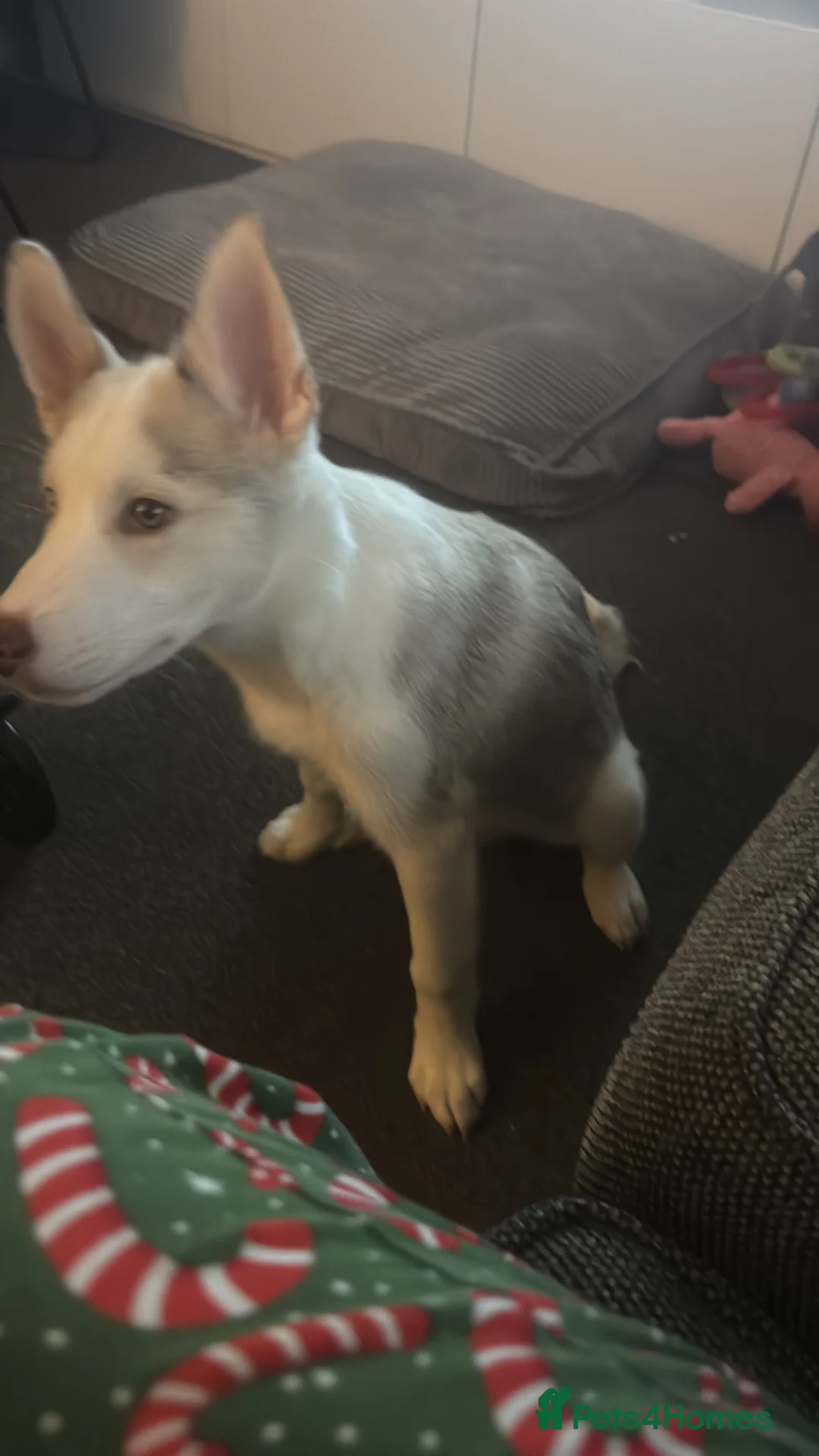 Siberian Husky dogs for sale: 6month old Male Siberian Husky - Advert 3