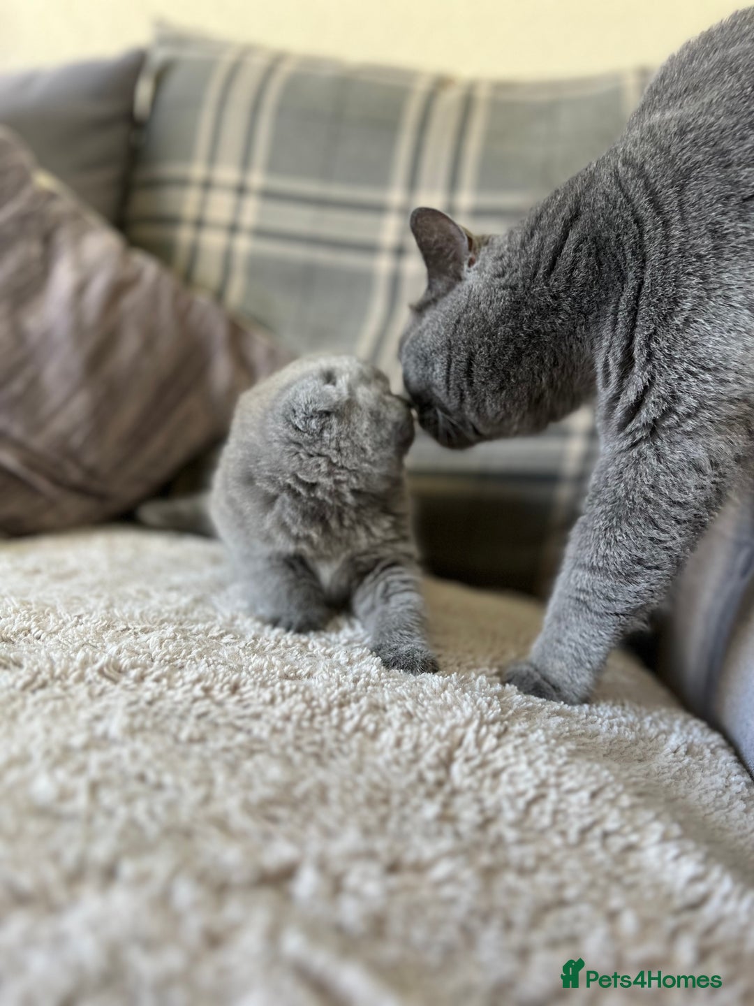 Scottish Fold cats for sale: Sale Scottish and Straight kittens 💗 - Image 9