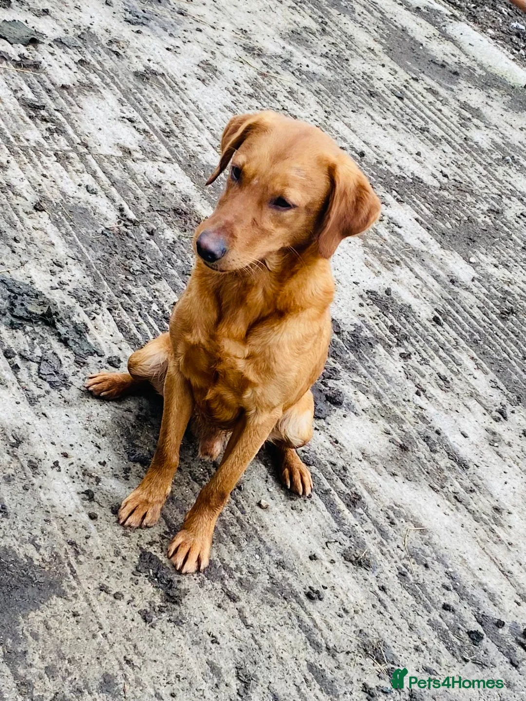 Labrador Retriever dogs for stud: Health clear,hip scored,KC Red Labrador for stud in Darlington - Advert 17