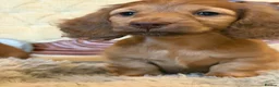 Miniature Dachshund dogs for sale: Miniature long-haired dachshund  - Advert 5