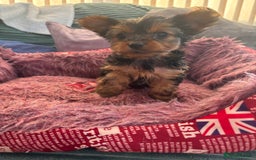 Yorkshire Terrier dogs for sale: Stunning Yorkshire terriers - Image 25