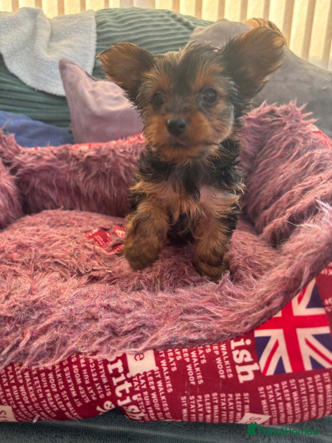 Yorkshire Terrier dogs for sale: Stunning Yorkshire terriers - Image 25