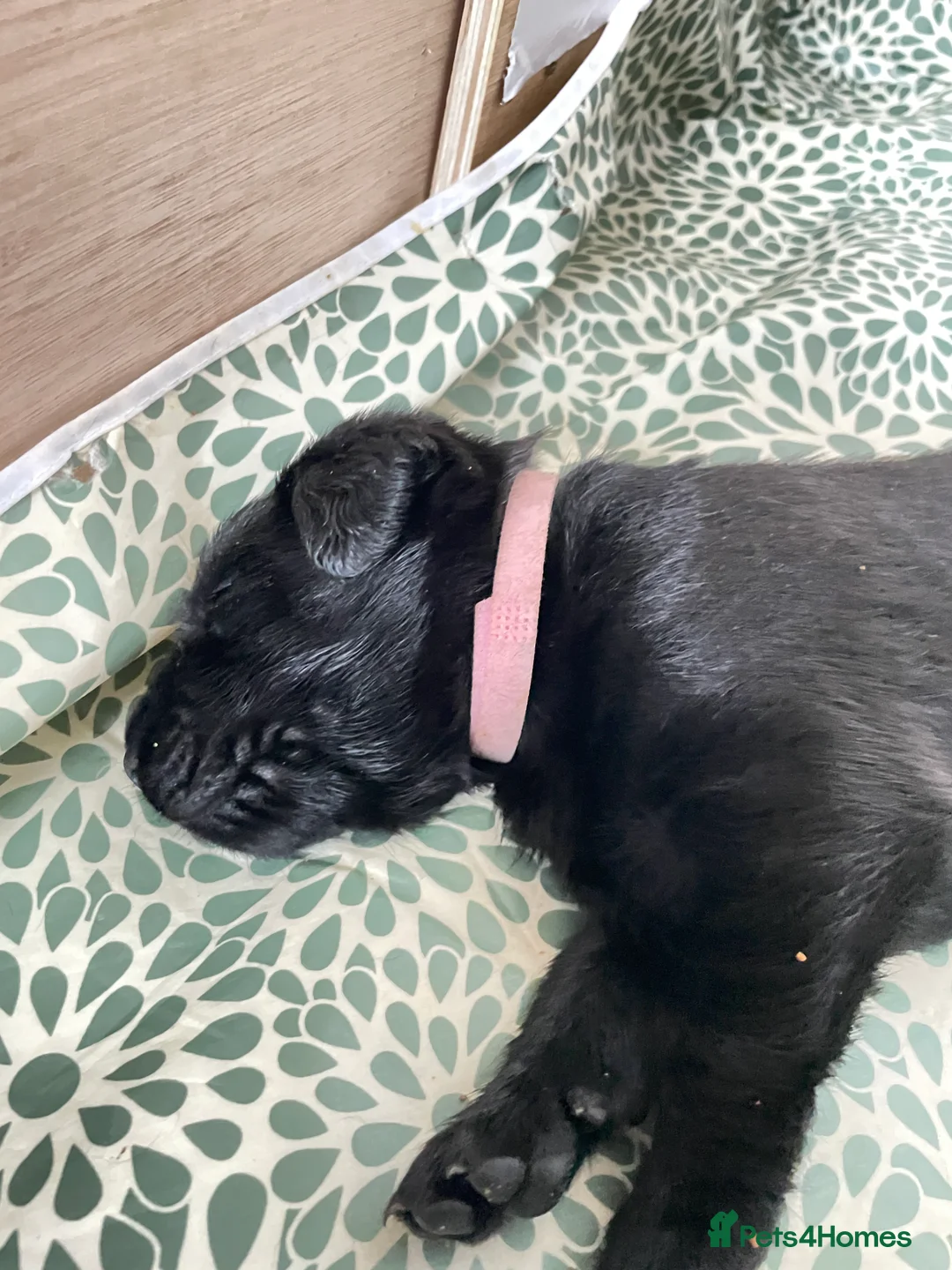 Labrador Retriever dogs for sale: FtCh Fendawood Pioneer x Inka Squamscott (Imp US) - Advert 11