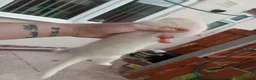 Ferret rodents for sale: Baby ferrets  - Advert 2