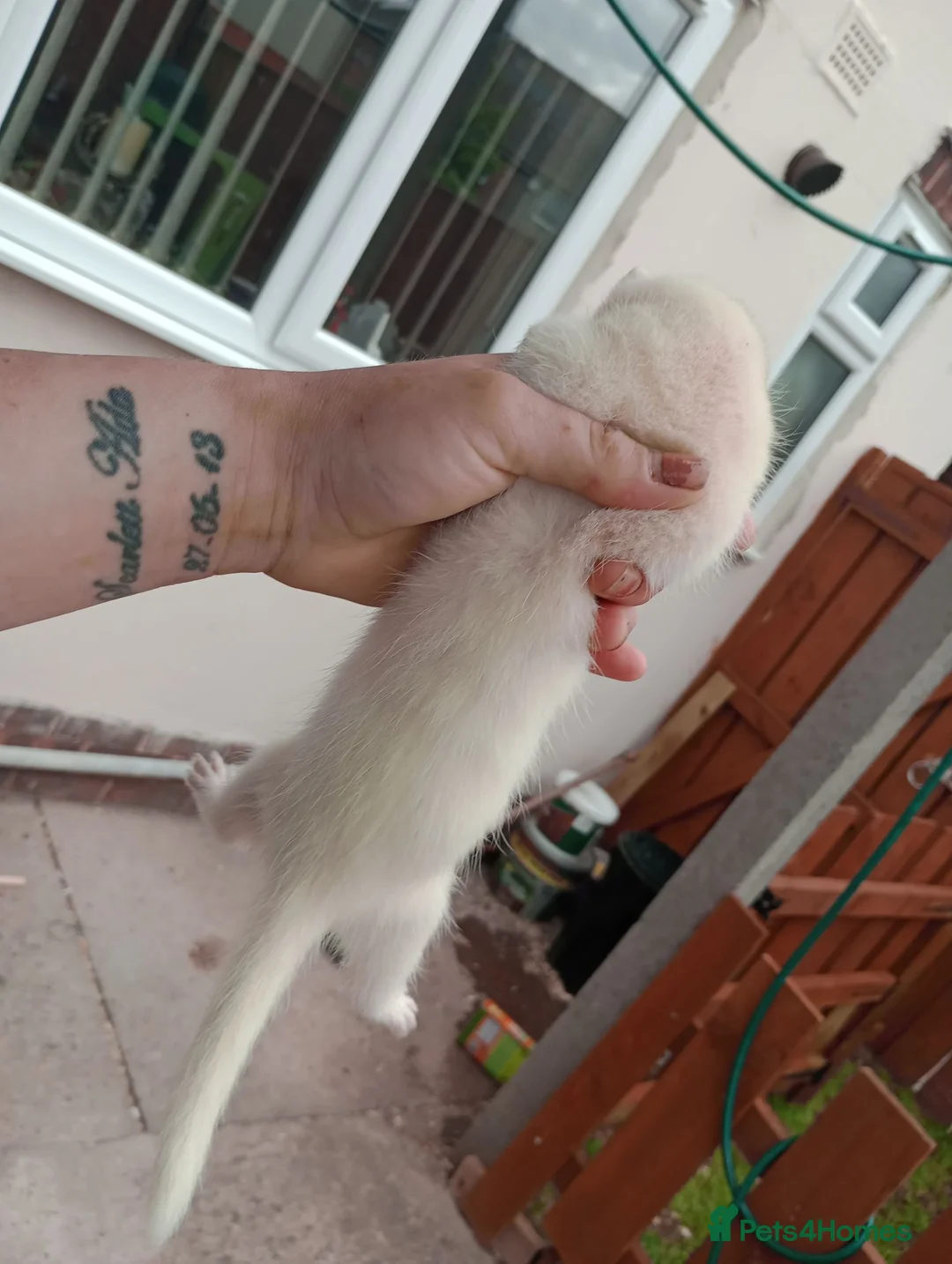 Ferret rodents for sale: Baby ferrets  - Advert 2