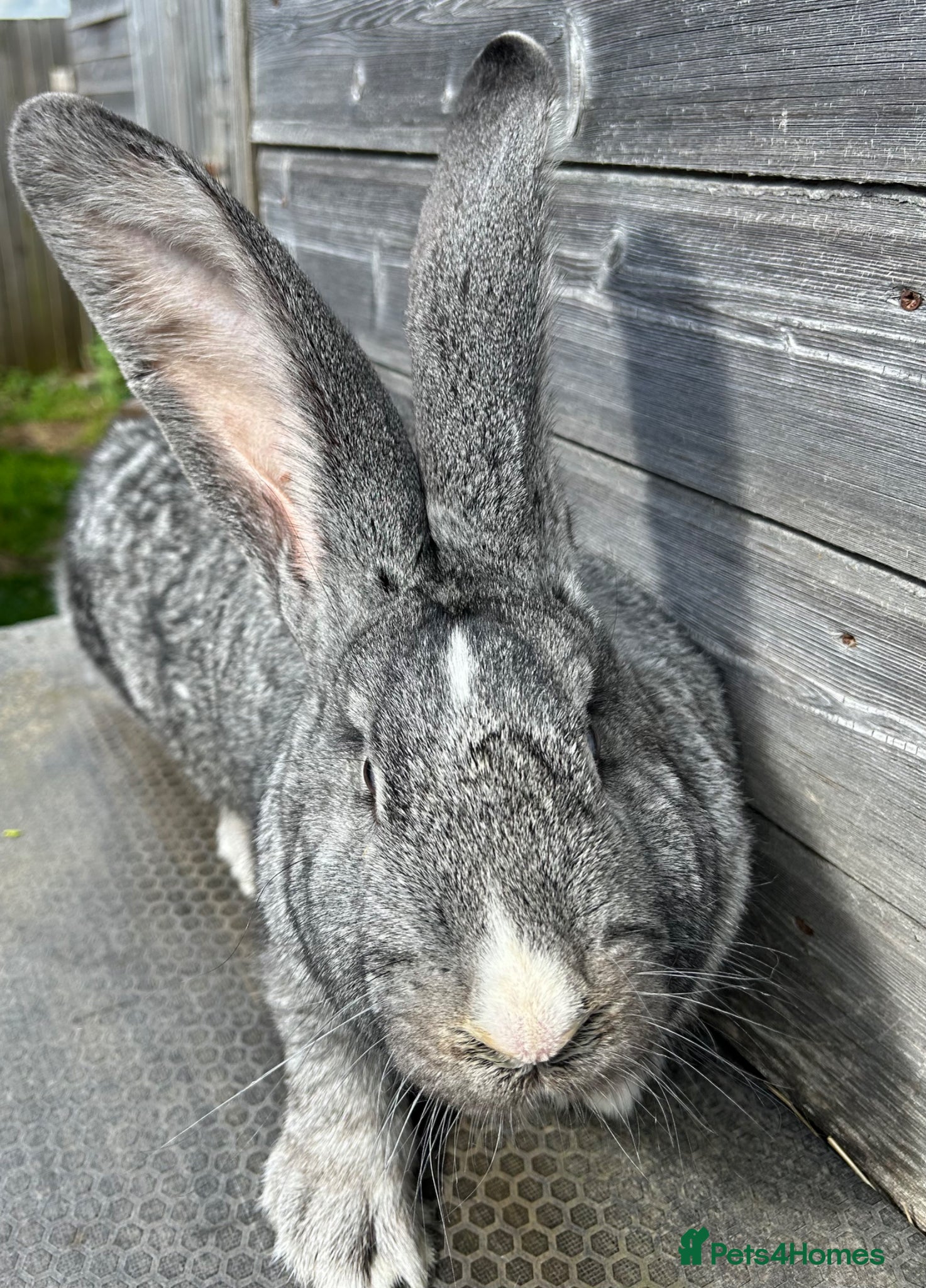 Flemish rabbits We have the Worlds Biggest Bunnies  - Advert 4