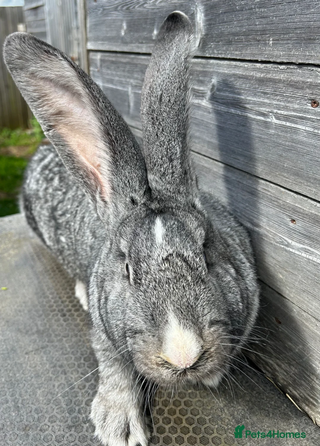 Flemish rabbits for sale: We have the Worlds Biggest Bunnies  - Advert 1