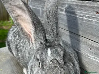 Flemish rabbits We have the Worlds Biggest Bunnies - Advert 5