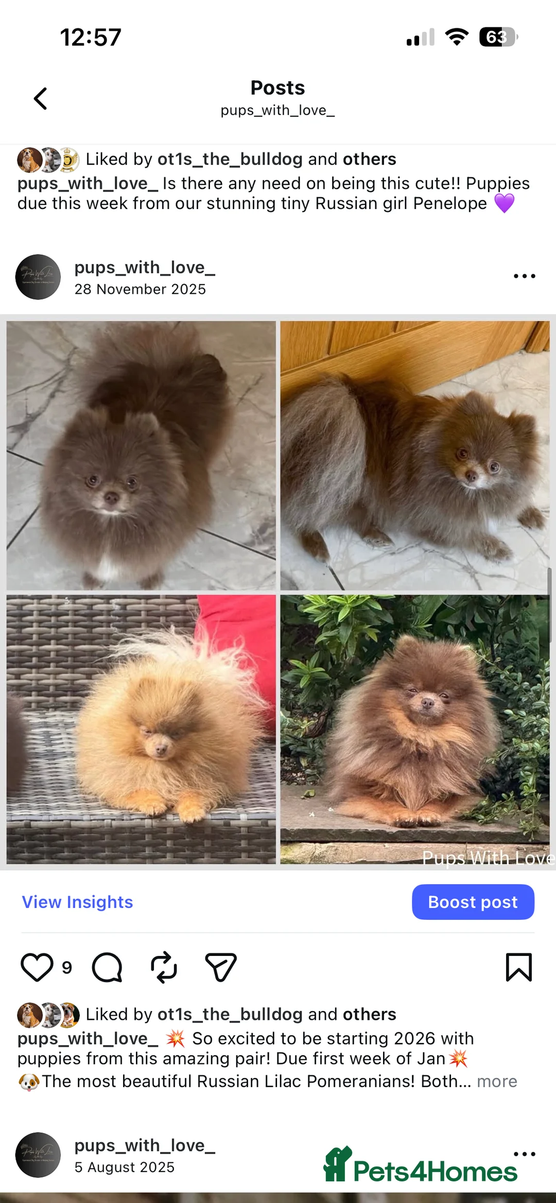Pomeranian dogs for sale: Beautiful  **  Russian Girls  - Advert 15
