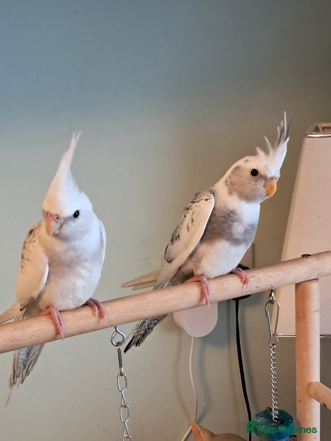 Cockatiels birds for sale: Hand reared baby cocktails ready now  - Advert 1