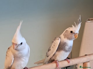 Cockatiels birds Hand reared baby cocktails ready now - Advert 1