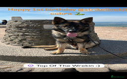 German Shepherd dogs for sale: German Shepherd's from DDR and Czech bloodlines.  - Image 4