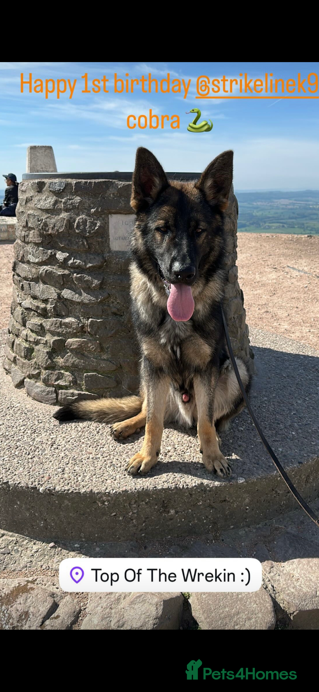 German Shepherd dogs for sale: German Shepherd's from DDR and Czech bloodlines.  - Image 4