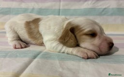 Cocker Spaniel dogs for sale: Lemon and white working cocker spaniels  - Image 11