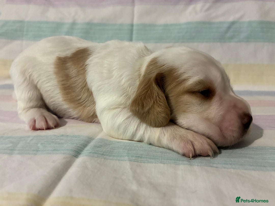 Cocker Spaniel dogs for sale: Lemon and white working cocker spaniels  - Image 11