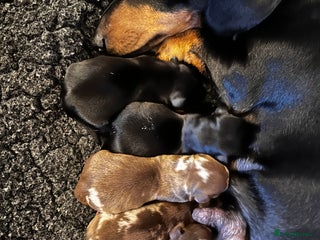 Miniature Dachshund dogs KC PRA CLEAR miniature daschunds - Advert 1