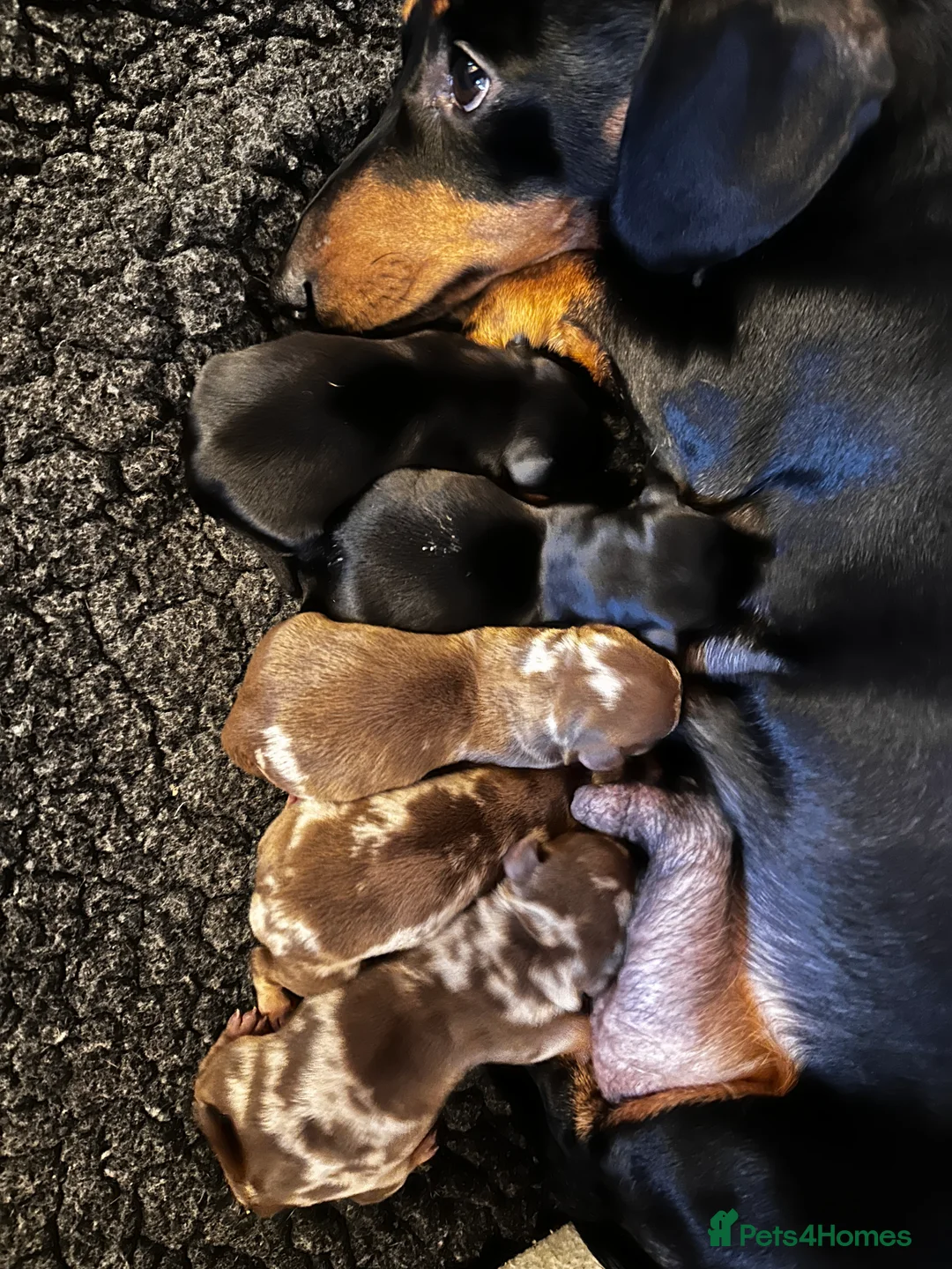 Miniature Dachshund dogs for sale: KC PRA CLEAR  miniature  Dachshund ‘s  - Advert 3