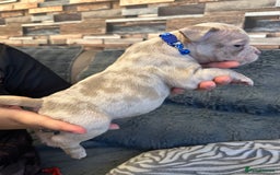 American Bully dogs for sale: 🐾 ABKC Registered Micro/Pocket Bully Puppies! 🐾 - Image 7