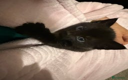 British Shorthair cats for sale: Pairs of Kittens - £100 for 2 (must be paired) - Image 3