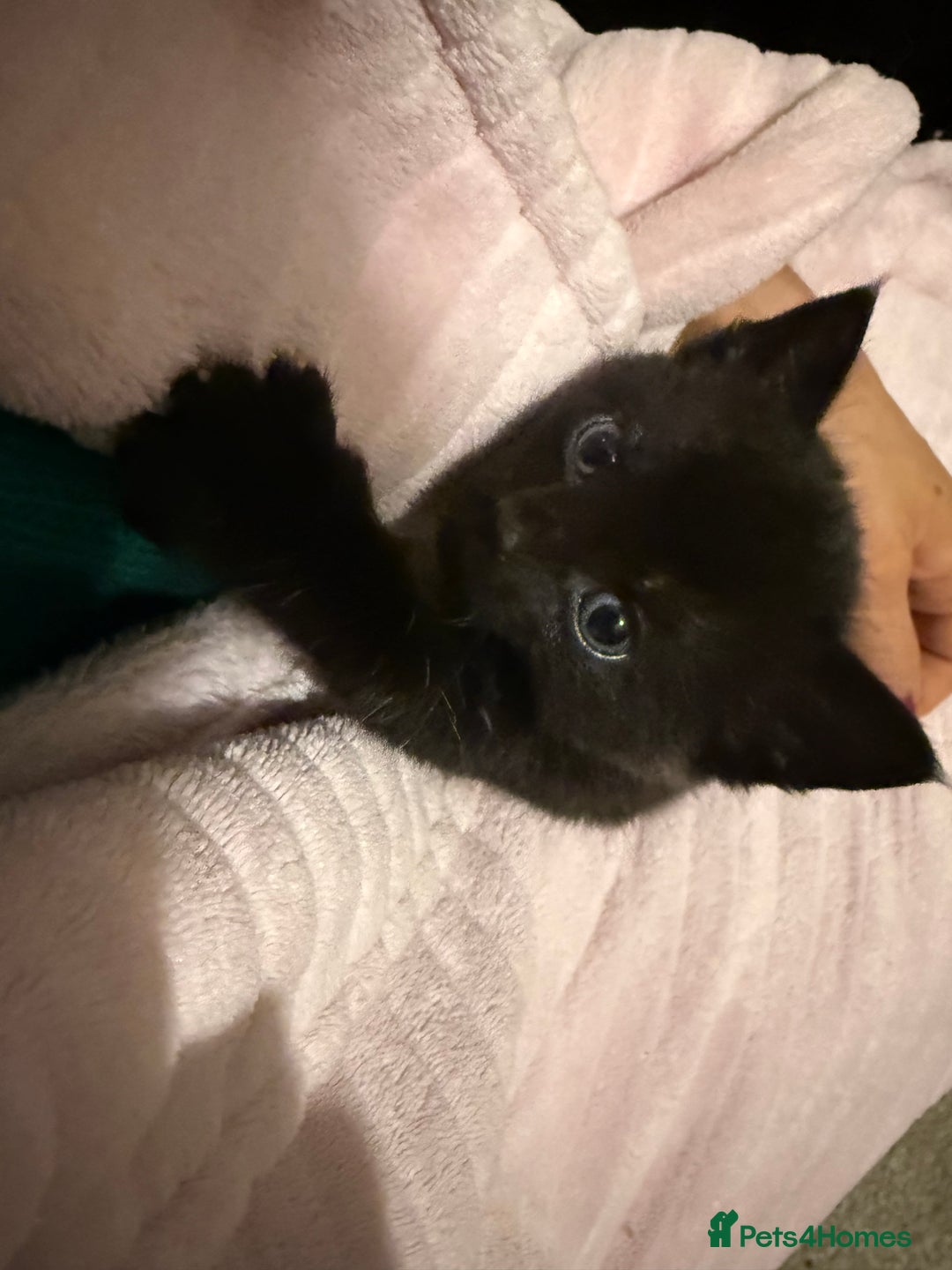 British Shorthair cats for sale: Pairs of Kittens - £100 for 2 (must be paired) - Image 3