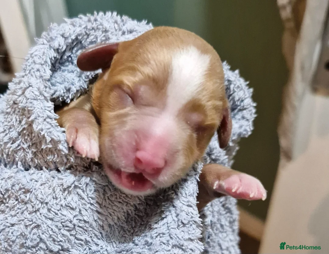 Cavapoo dogs for sale: Rare Heritage-Raised Ruby Cavapoos in Penrith - Advert 24