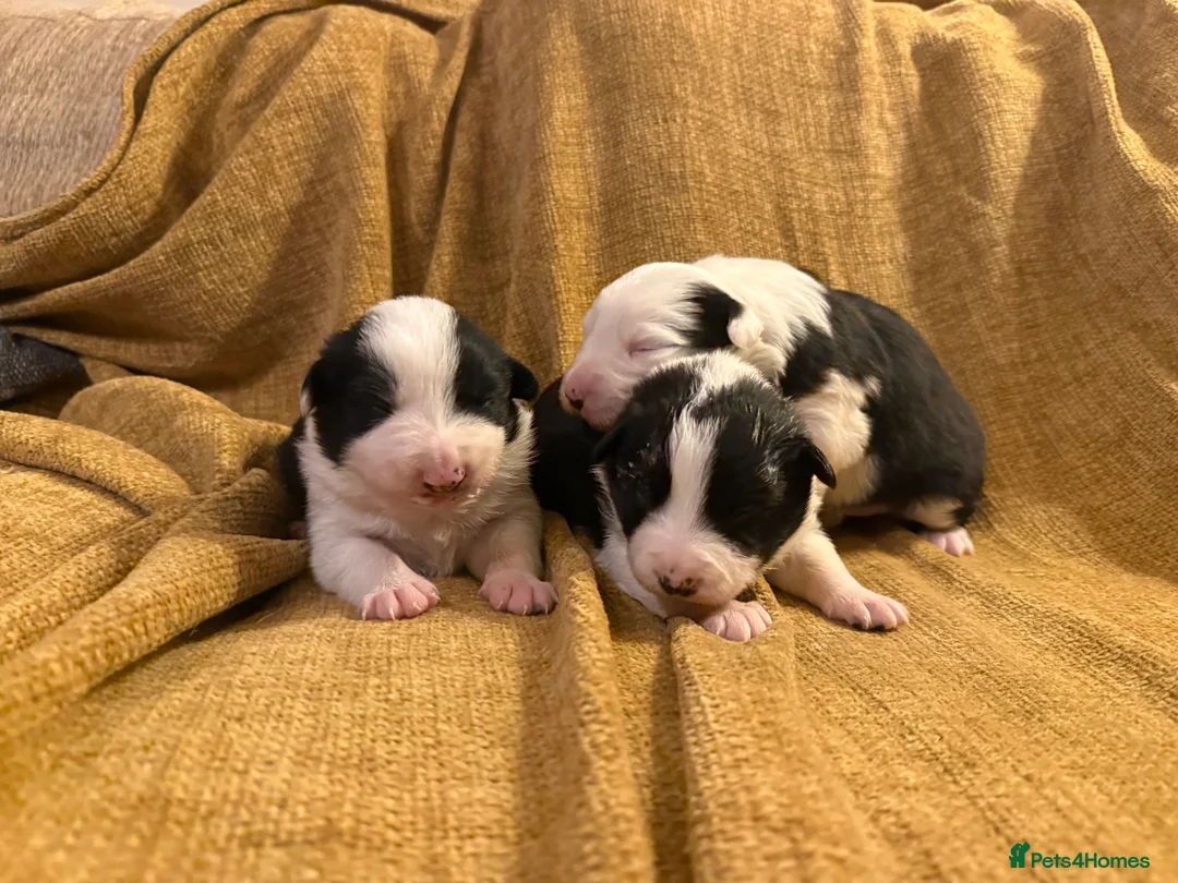 Border Collie dogs for sale: Stunning collies from working parents  - Advert 1