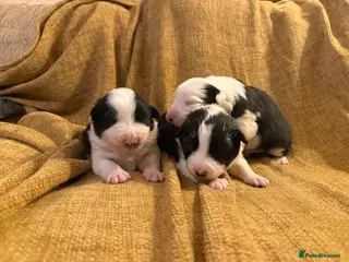 Border Collie dogs Stunning collies from working parents - Advert 1