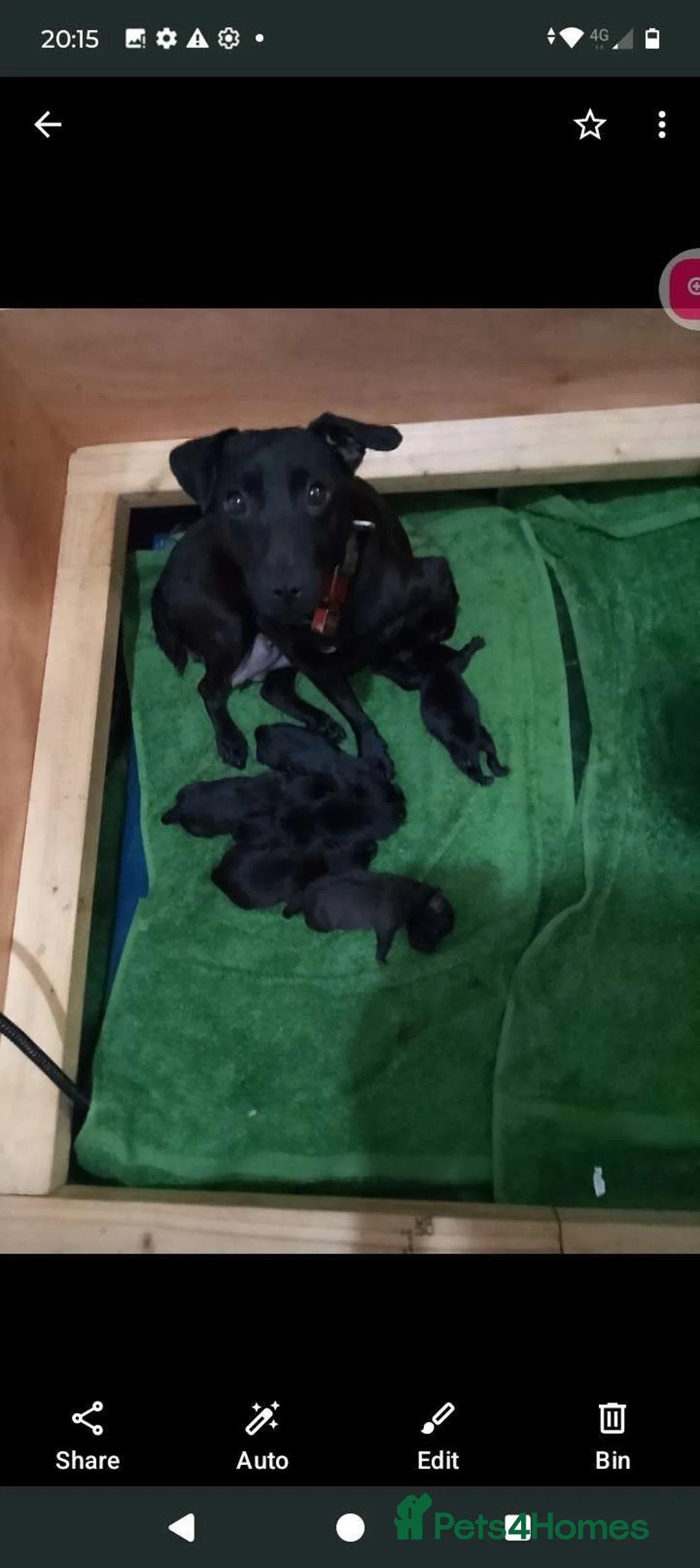Patterdale Terrier dogs for sale: Patterdale pups - Advert 1