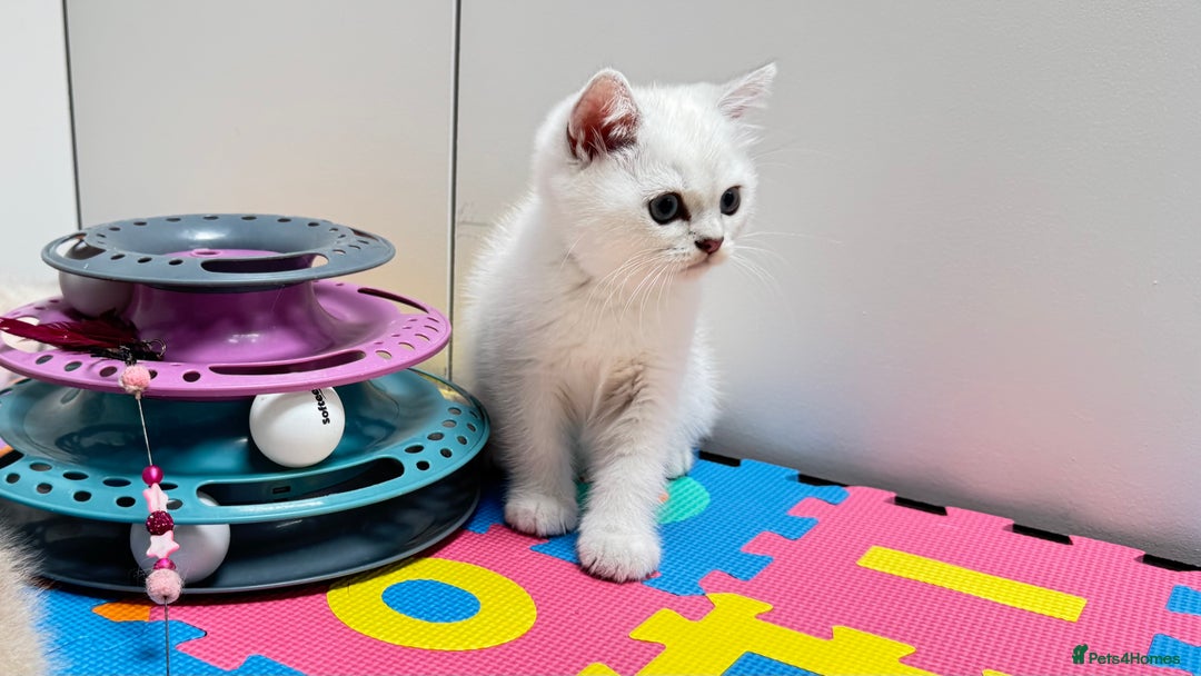 Scottish Fold cats for sale: Full pedigree Scottish fold in Croydon - Image 10
