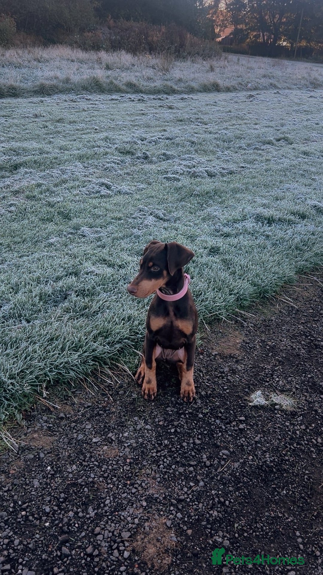 Dobermann dogs for sale: Doberman for sale  - Image 3
