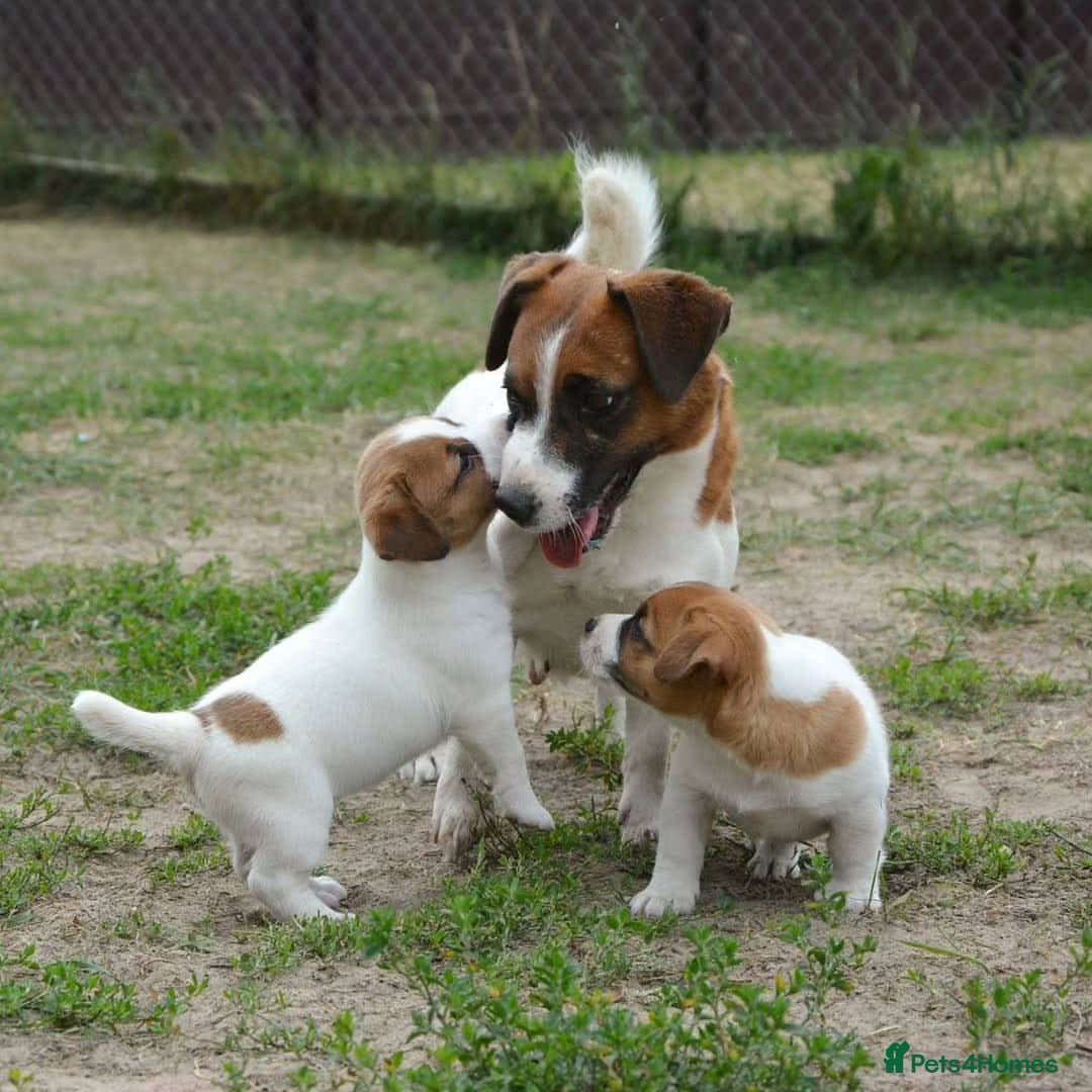 Jack Russell dogs for sale: Beautiful Jack Russell Terrier Puppies for Sale 🐶 - Image 4