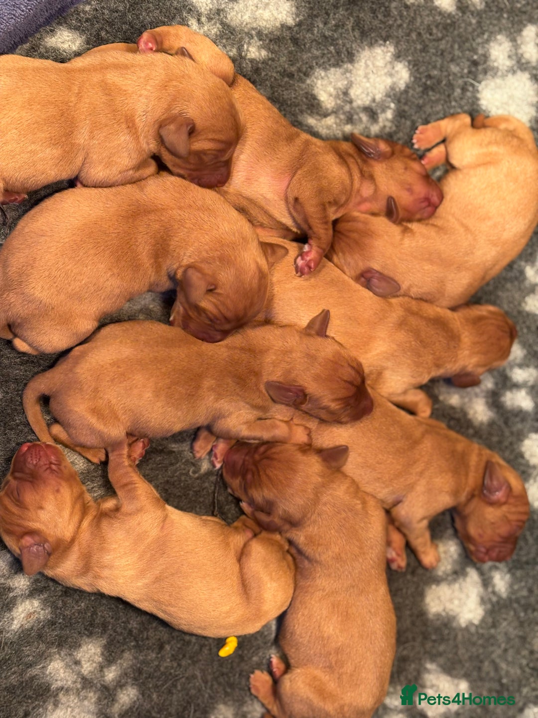 Labrador Retriever dogs for stud: Stunning Dark Red KC Reg Labrador  - Advert 5