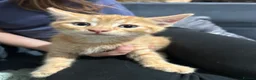 Domestic Shorthair cats for sale: 5 Beautiful kittens, READY TO GO!  - Advert 15