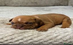 English Bulldog dogs for sale: English Bulldog puppies for sale KC registered  - Image 4