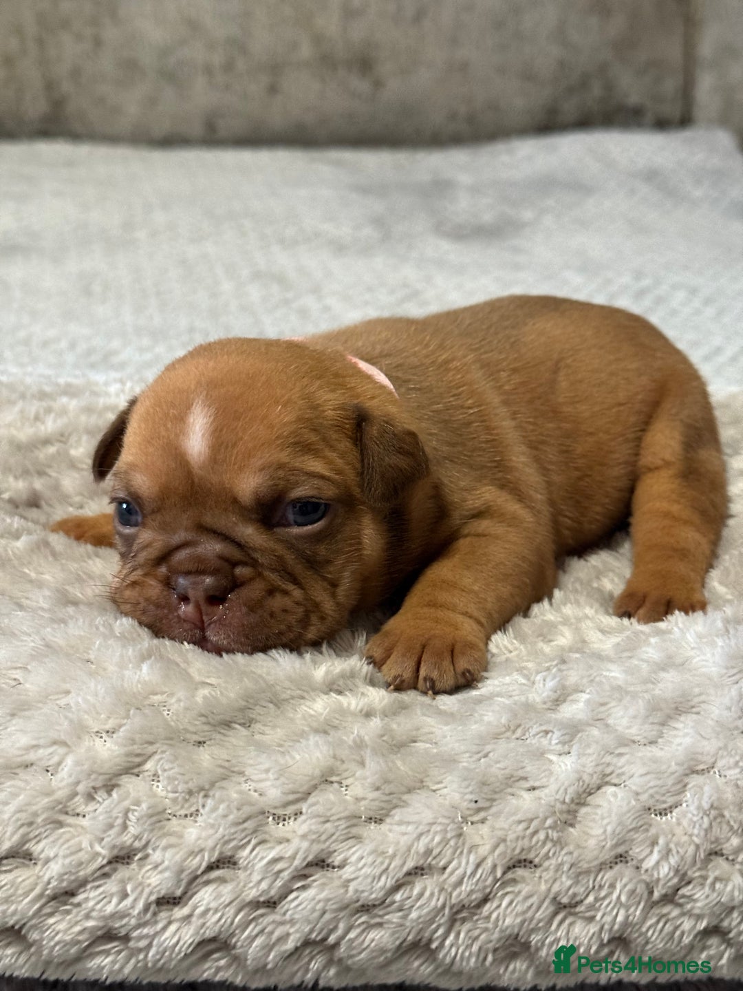 English Bulldog dogs for sale: English Bulldog puppies for sale KC registered  - Image 4