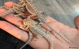 Bearded Dragon reptiles for sale: Bearded Dragon Babies - Advert 17