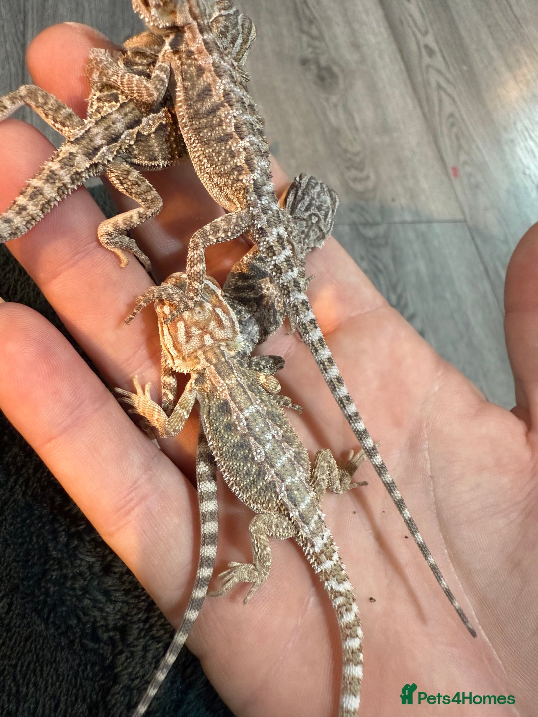 Bearded Dragon reptiles for sale: Bearded Dragon Babies - Advert 17