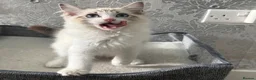 Ragdoll cats for sale: Beautiful Ragdoll Kittens - Advert 19