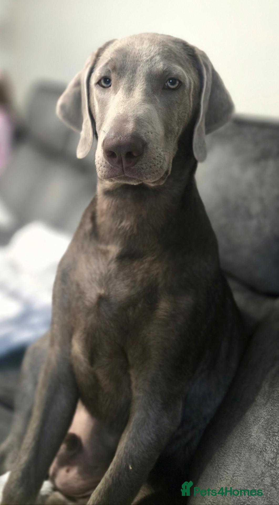 Labrador Retriever dogs Stunning KC Registered Silver Labrador Boy  - Advert 8