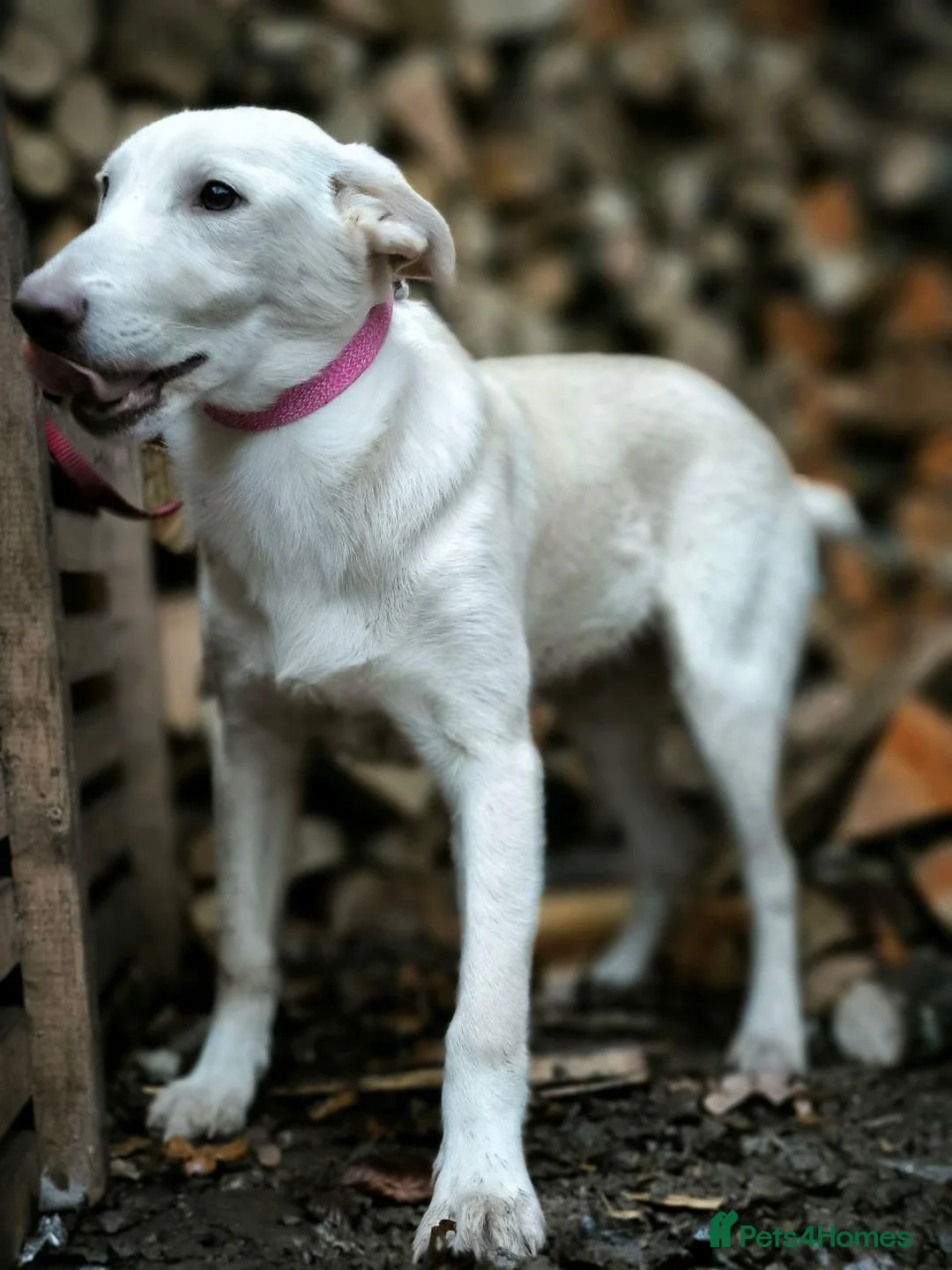 Mixed Breed dogs for adoption: 💙Morozko💙 - 8.5-month-old joyful boy - Advert 11