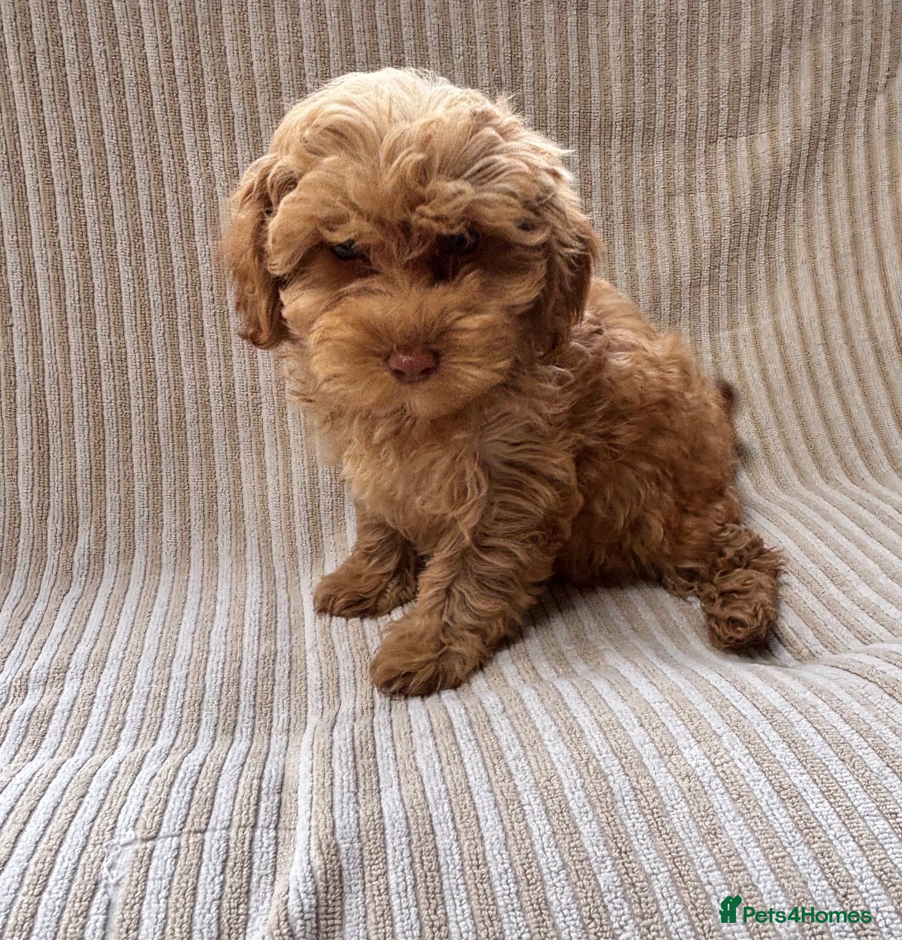 Maltipoo dogs Our Multipoo fur babies  - Advert 7