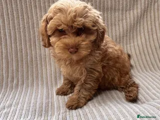Maltipoo dogs Our Multipoo fur babies - Advert 7