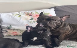 French Bulldog dogs for sale: French Bulldog Puppies 3 Months Old Girl and Boy  - Image 9