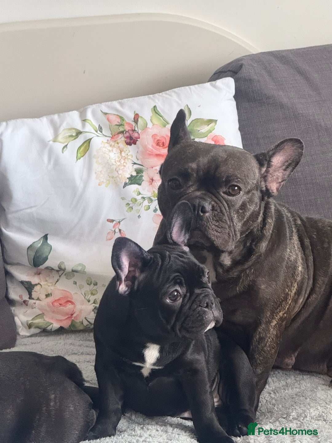 French Bulldog dogs for sale: French Bulldog Puppies 3 Months Old Girl and Boy  - Image 9