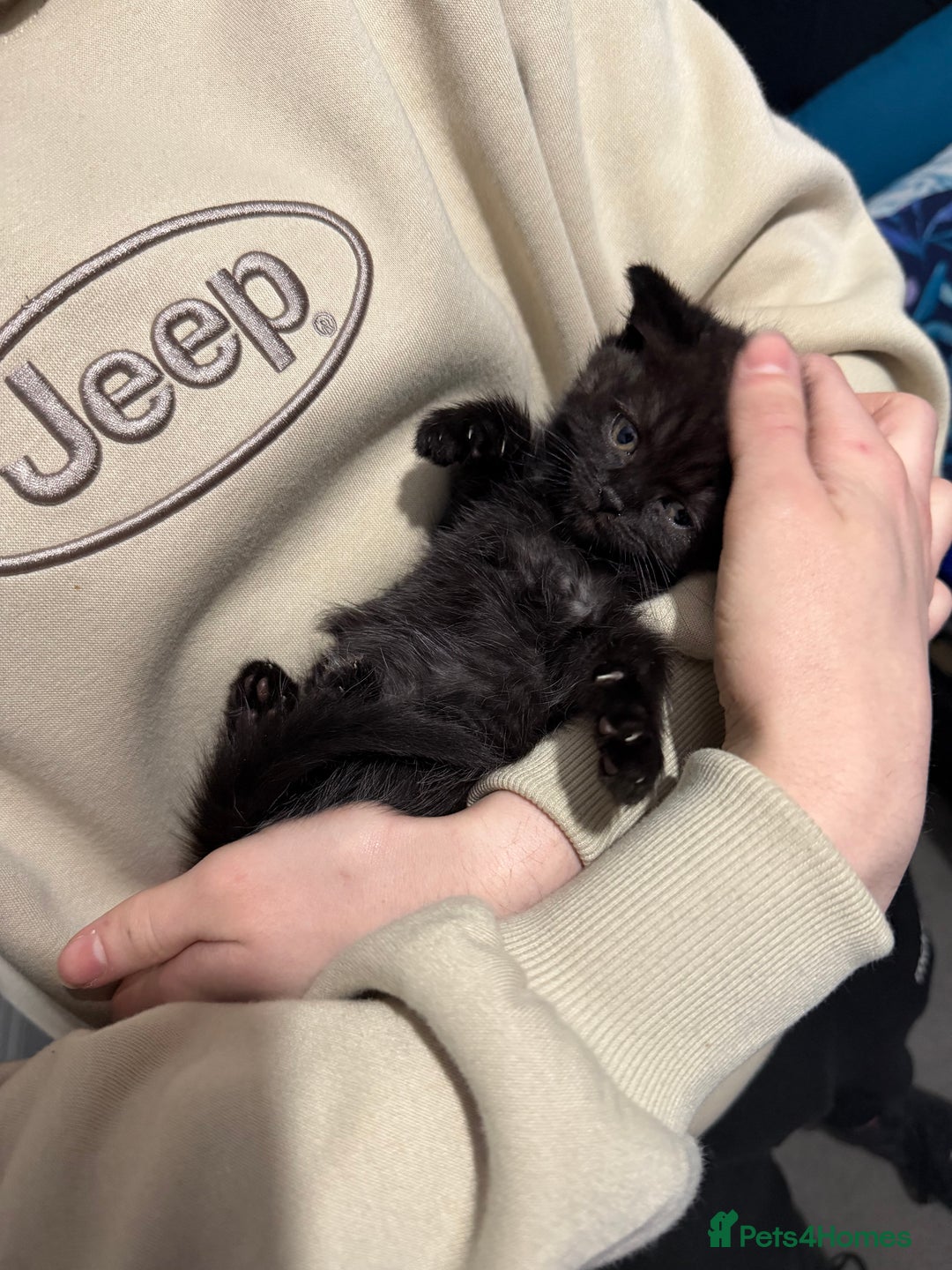 British Shorthair cats for sale: British shorthair babies - Advert 3