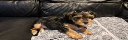Yorkshire Terrier dogs for sale: 🐶 💖Pedigree Yorkshire Terrier Puppies💖 🐶 - Advert 10
