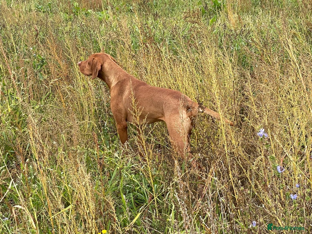 Hungarian Vizsla dogs for sale: Hungarian Vizsla Puppies - Advert 3