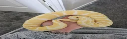 Python Snake reptiles for sale: Male ball pythons and vivs available - Advert 2