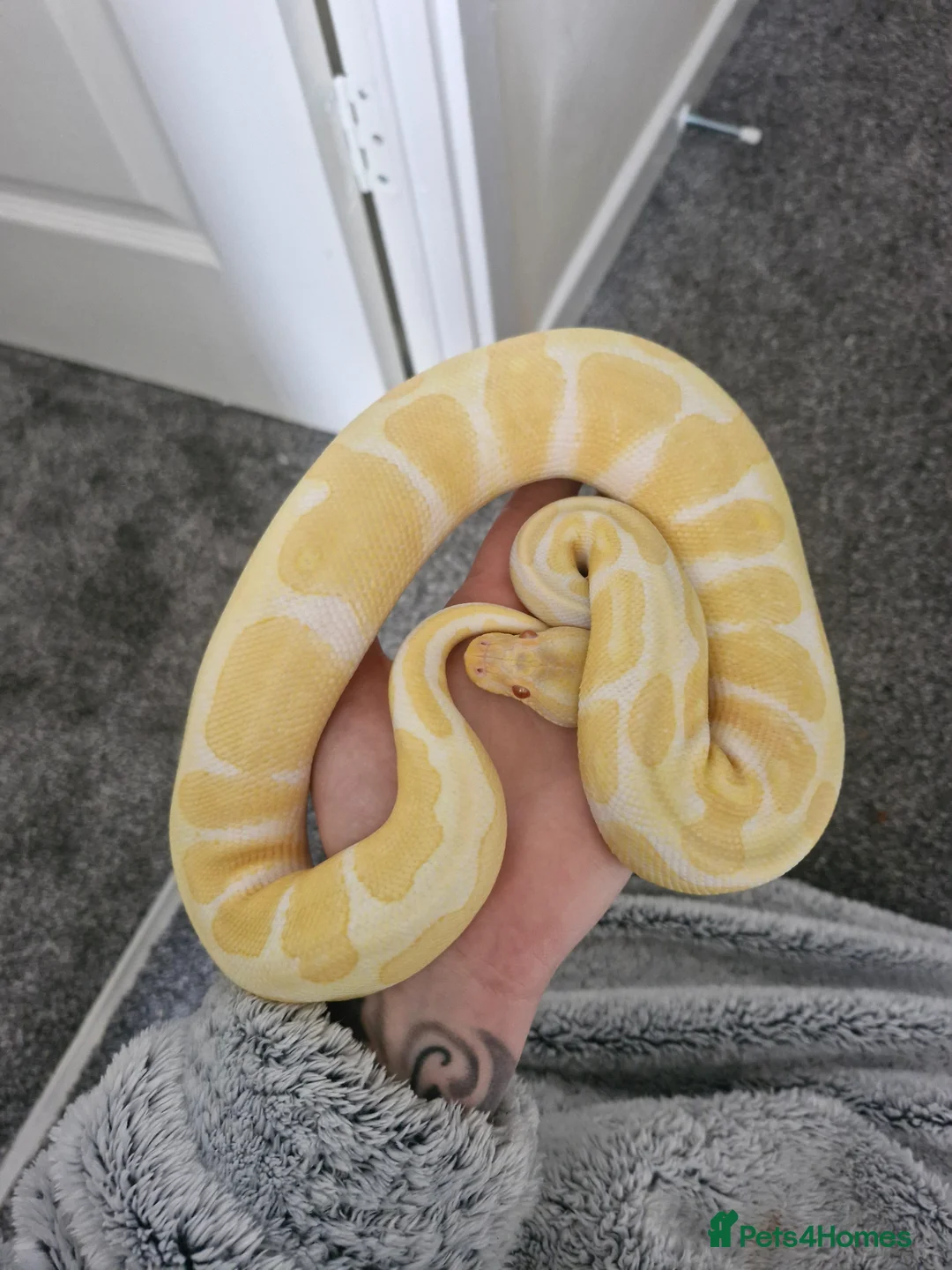 Python Snake reptiles for sale: Male ball pythons and vivs available - Advert 2