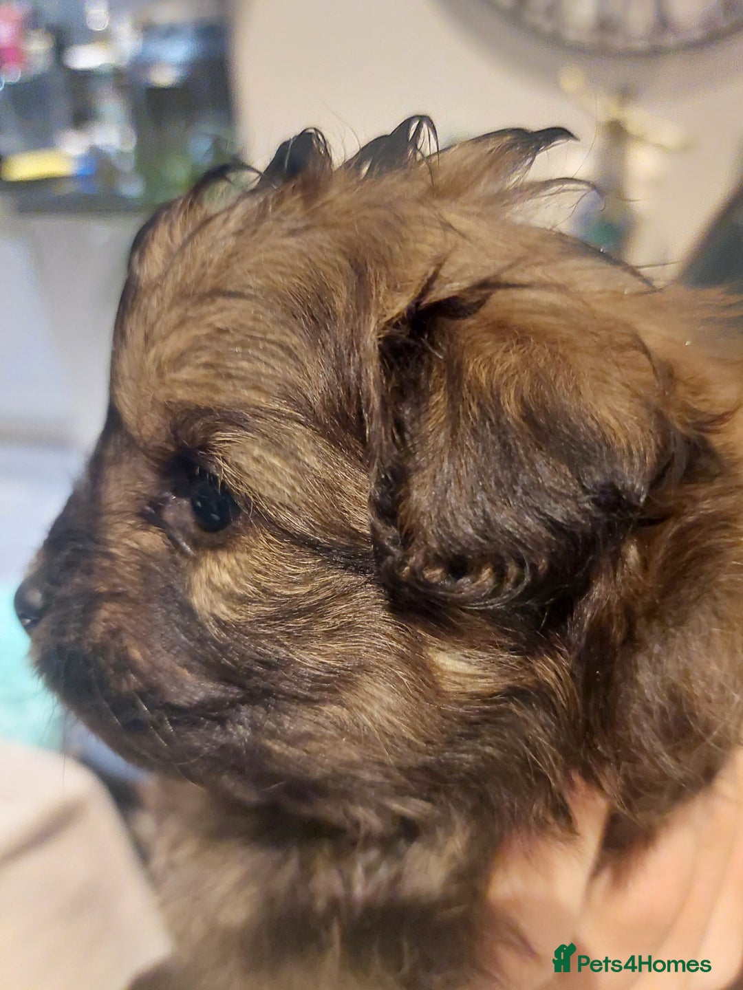 Pomapoo dogs for sale: Pomapoo male - Advert 4